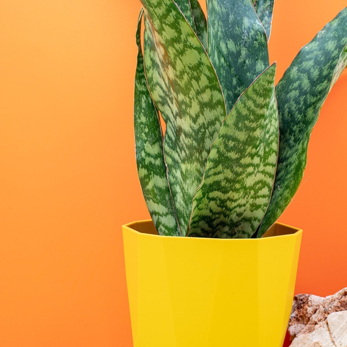 sansevieria aubrytiana dragon SANSEVIERIA AUBRYTNIANA DRAGON online kaufen bei potflourri