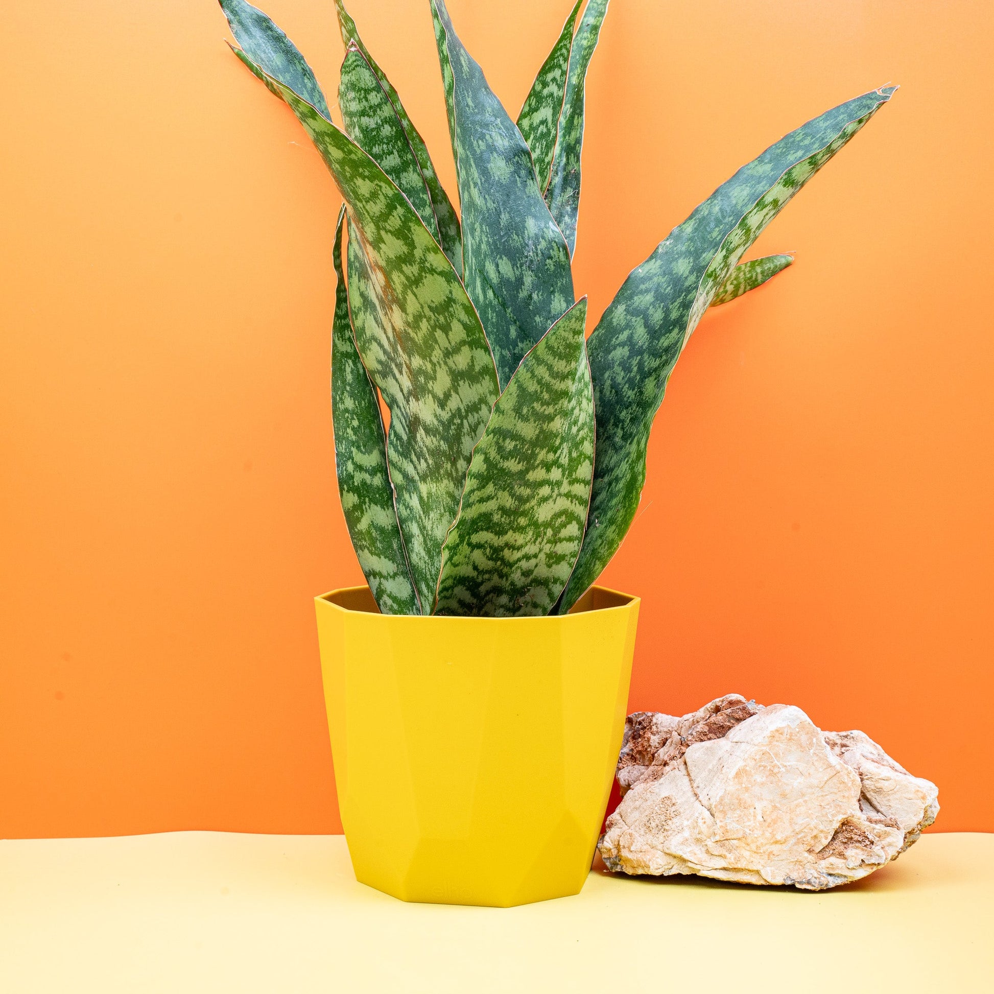 SANSEVIERIA AUBRYTNIANA DRAGON online bestellen bei potflourri