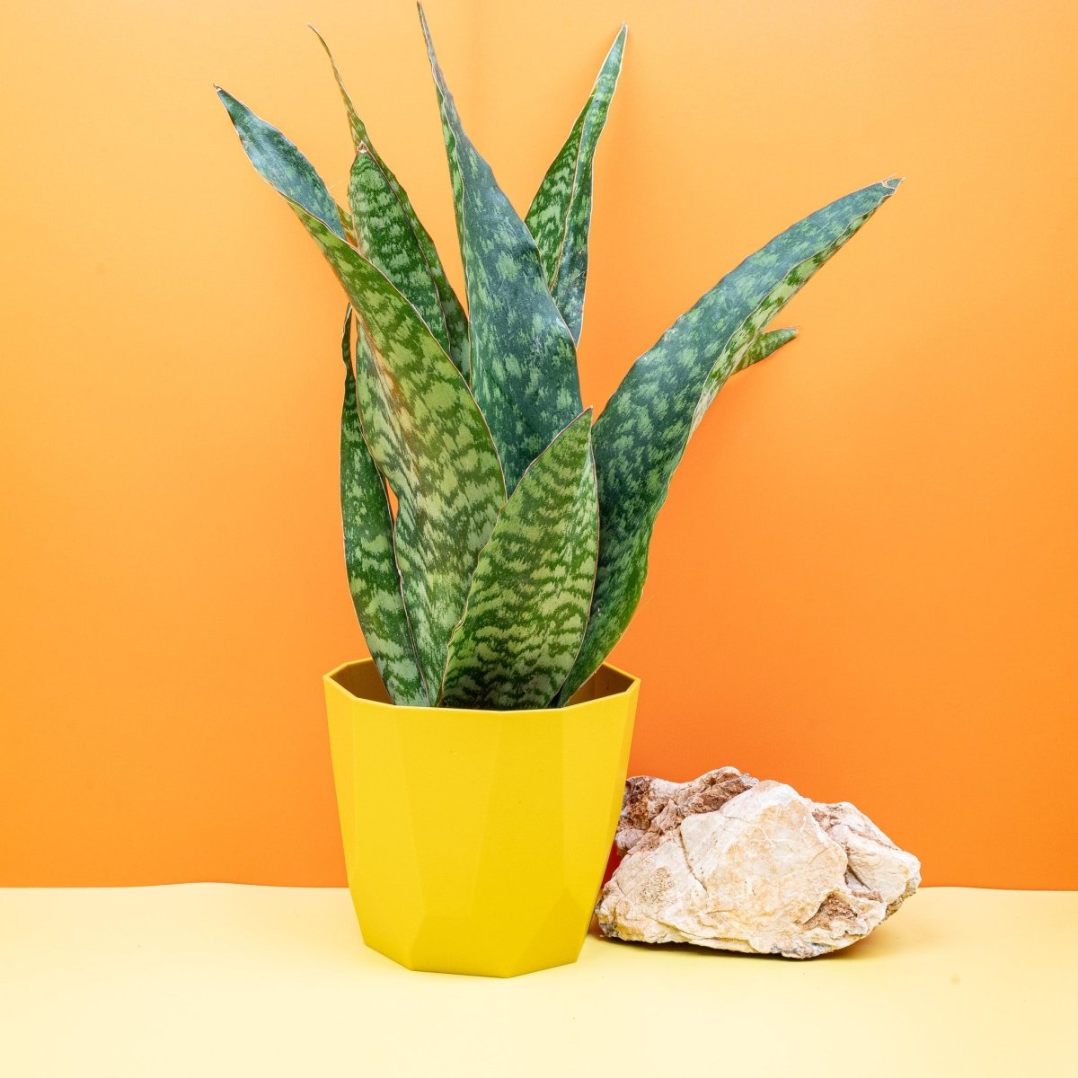 sansevieria online kaufen SANSEVIERIA AUBRYTNIANA DRAGON online kaufen bei potflourri