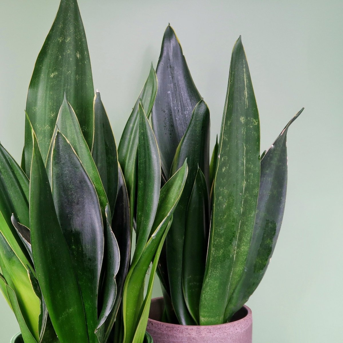 SANSEVIERIA BLACK DIAMOND online bestellen bei potflourri