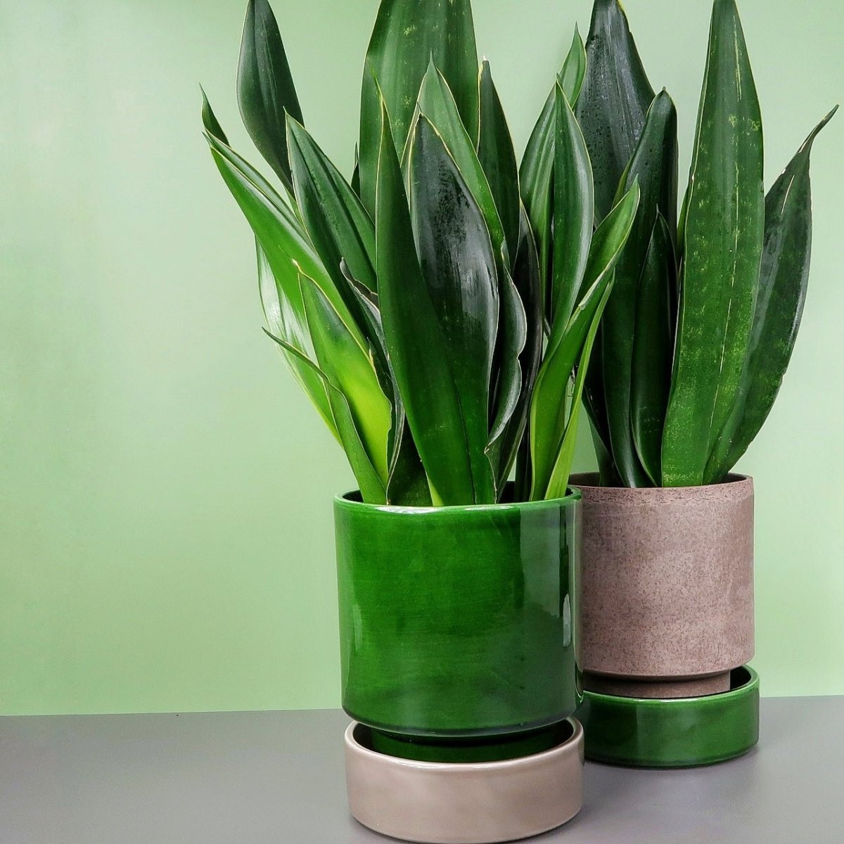 SANSEVIERIA BLACK DIAMOND online bestellen bei potflourri