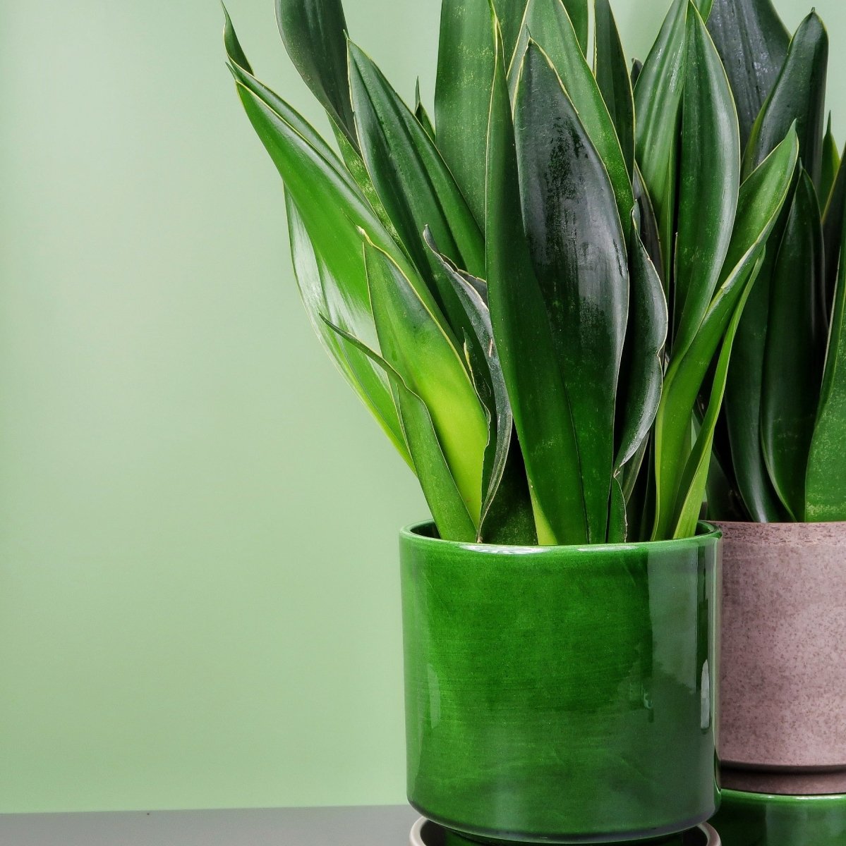 SANSEVIERIA BLACK DIAMOND online bestellen bei potflourri