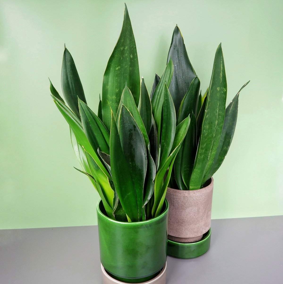 SANSEVIERIA BLACK DIAMOND online bestellen bei potflourri