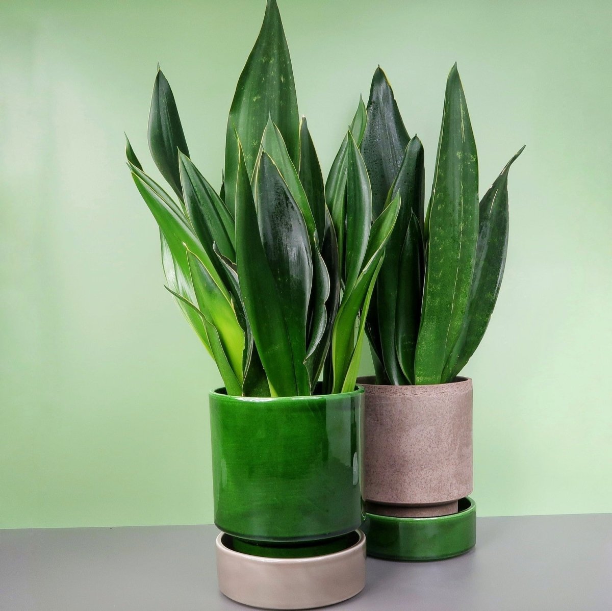 SANSEVIERIA BLACK DIAMOND online bestellen bei potflourri