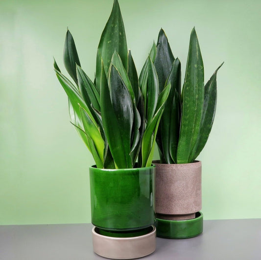 SANSEVIERIA BLACK DIAMOND online bestellen bei potflourri