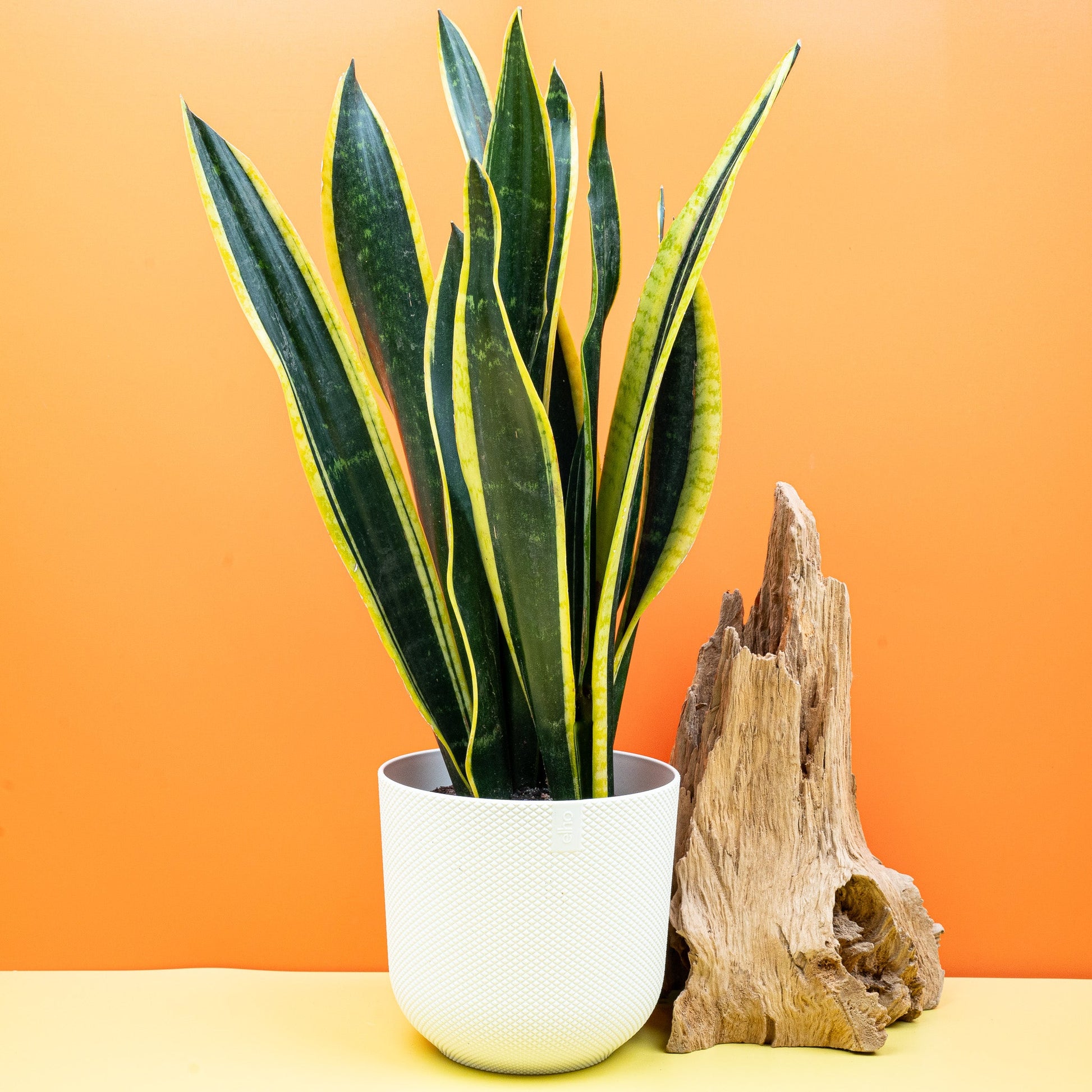 SANSEVIERIA BLACK GOLD online bestellen bei potflourri