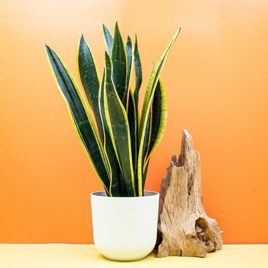 SANSEVIERIA BLACK GOLD online bestellen bei potflourri