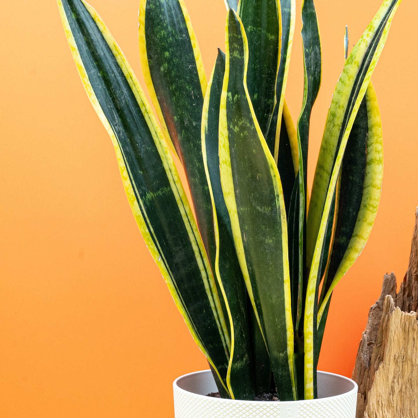 SANSEVIERIA BLACK GOLD online bestellen bei potflourri