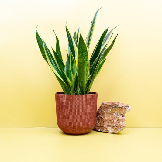 SANSEVIERIA CANARY online bestellen bei potflourri