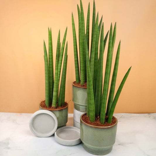 SANSEVIERIA CYLINDRICA STRAIGH online bestellen bei potflourri