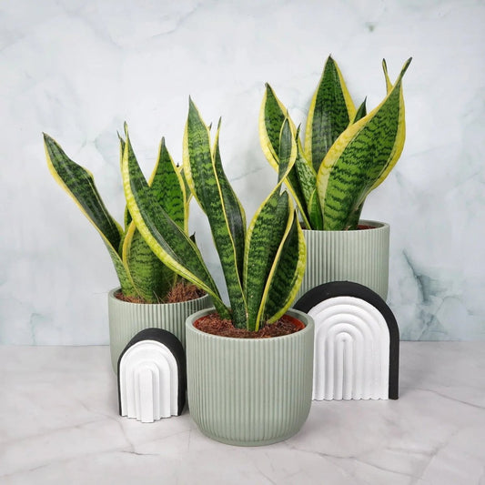 SANSEVIERIA FUTURA SUPERBA online bestellen bei potflourri