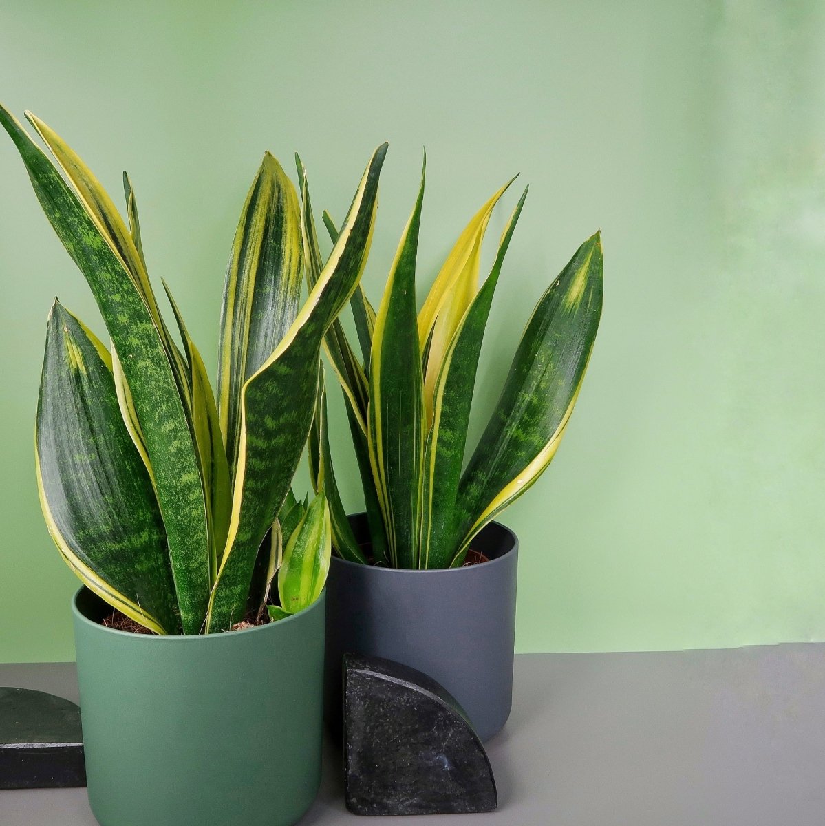 SANSEVIERIA GOLDEN HAHNII online bestellen bei potflourri