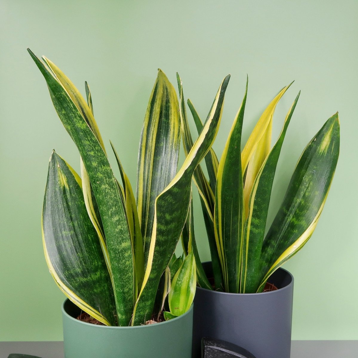 Sansevieria Golden Hahnii kaufen – Zwergform