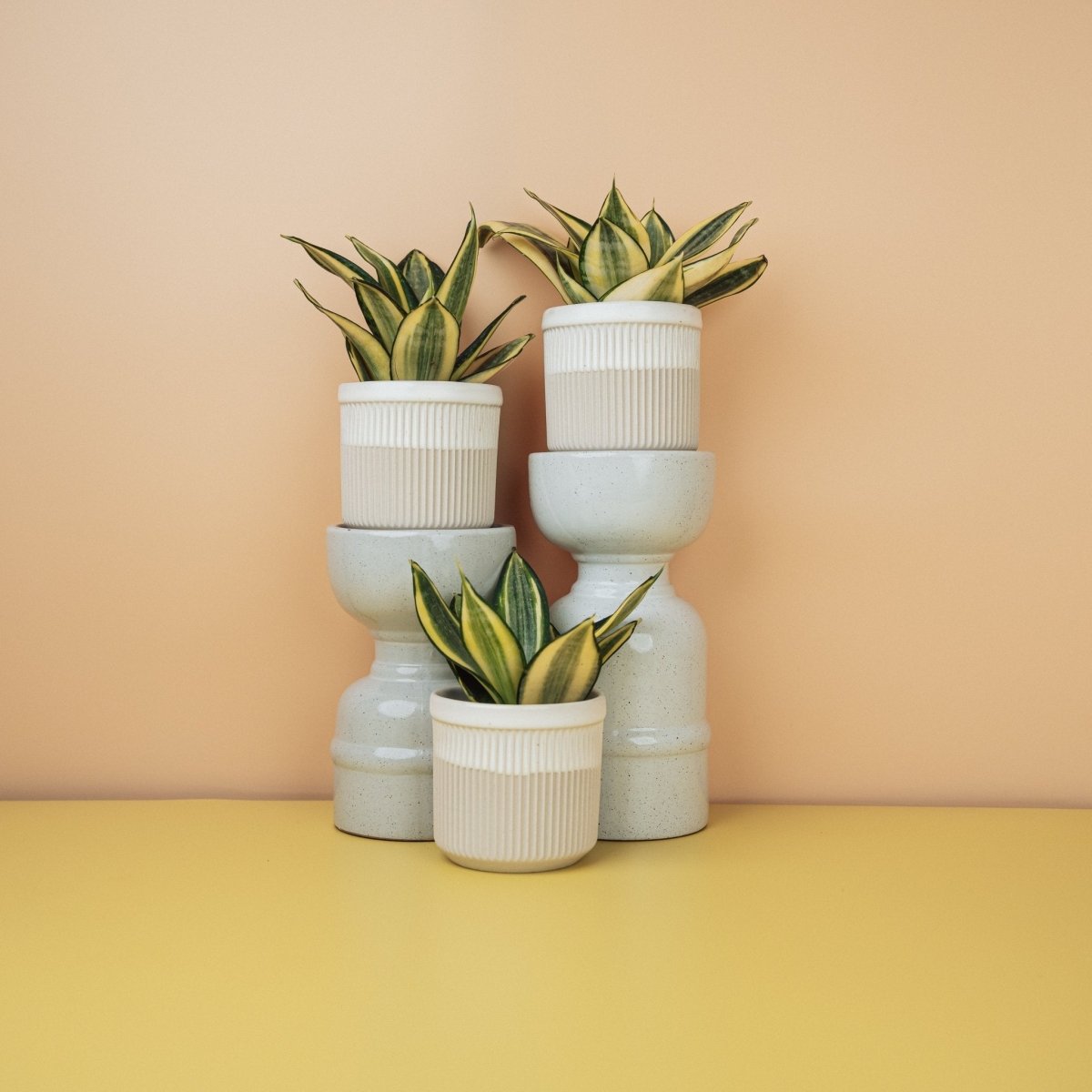 SANSEVIERIA GOLDEN HAHNII online bestellen bei potflourri