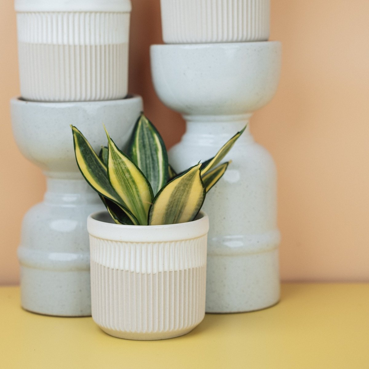 SANSEVIERIA GOLDEN HAHNII online bestellen bei potflourri