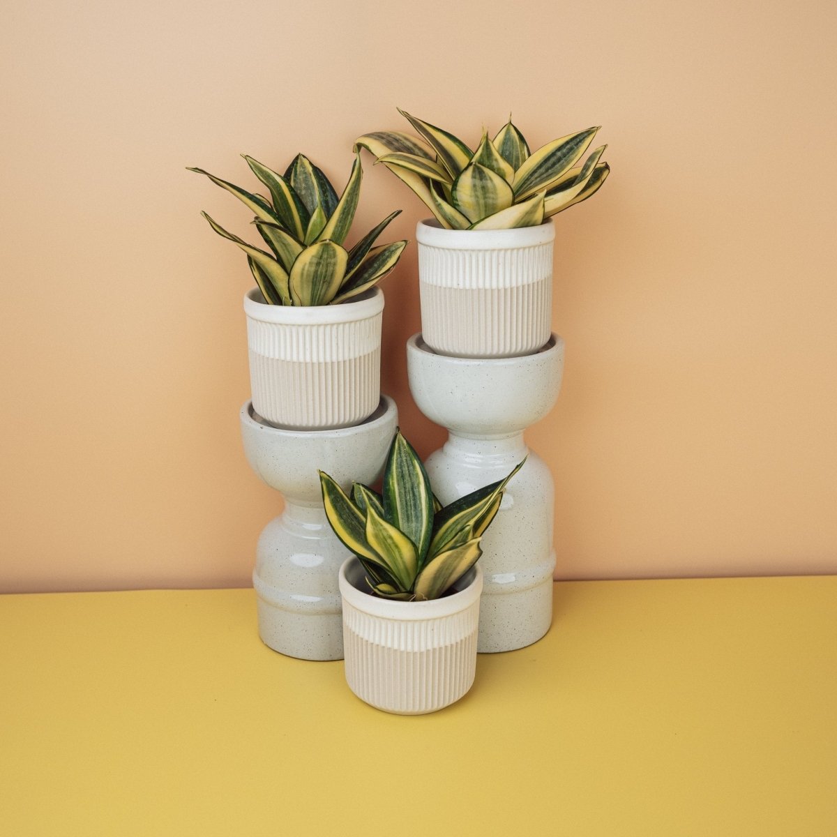 SANSEVIERIA GOLDEN HAHNII online bestellen bei potflourri