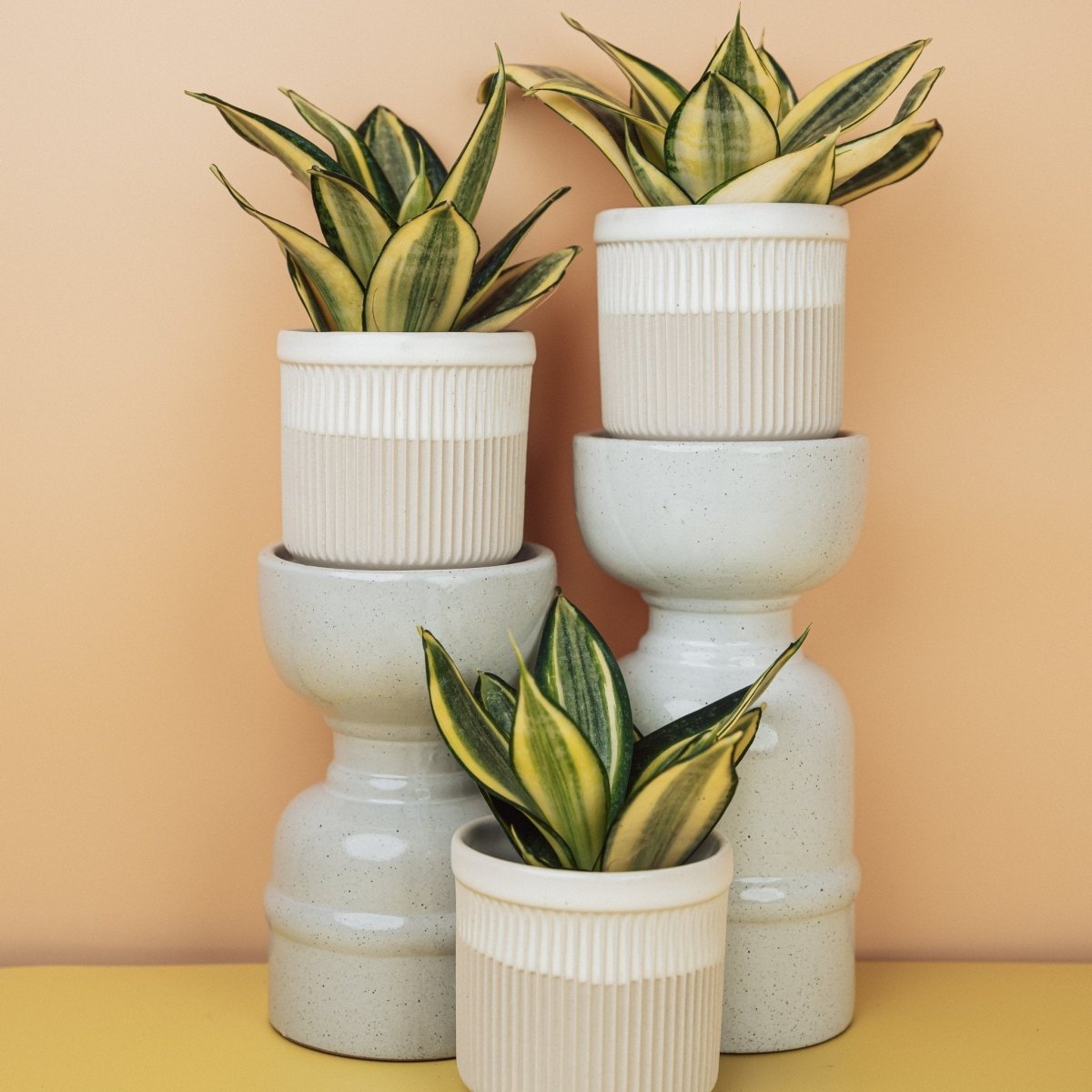 SANSEVIERIA GOLDEN HAHNII online bestellen bei potflourri