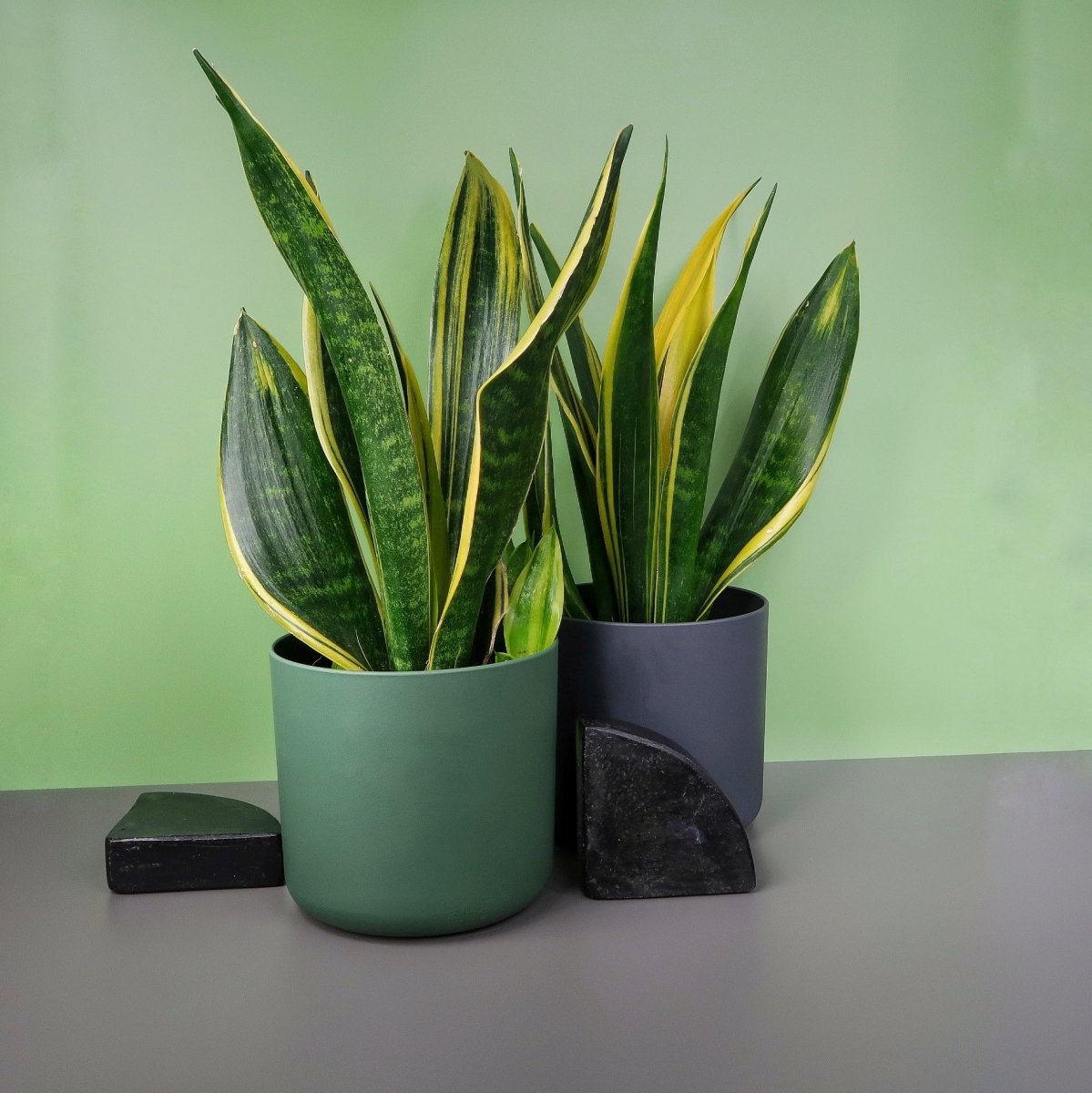 SANSEVIERIA GOLDEN HAHNII online bestellen bei potflourri