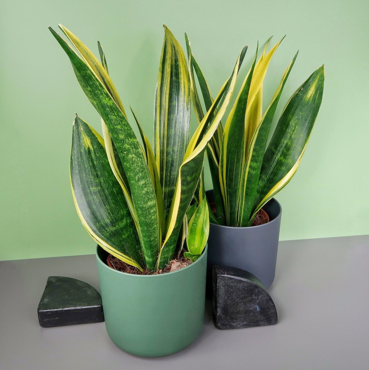 SANSEVIERIA GOLDEN HAHNII online bestellen bei potflourri