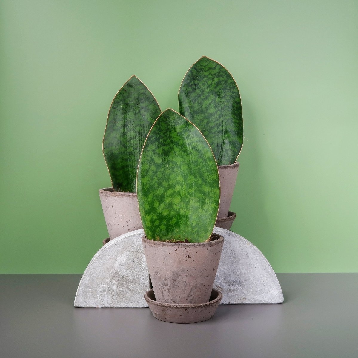 sansevieria grandis SANSEVIERIA GRANDIS online kaufen bei potflourri