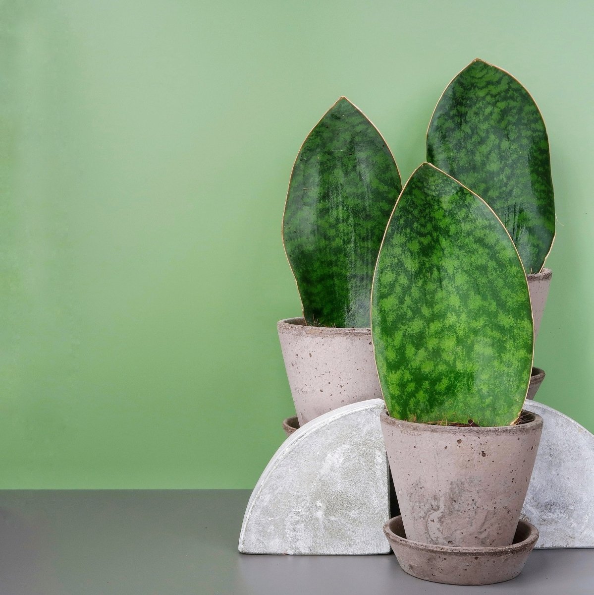 SANSEVIERIA GRANDIS online bestellen bei potflourri