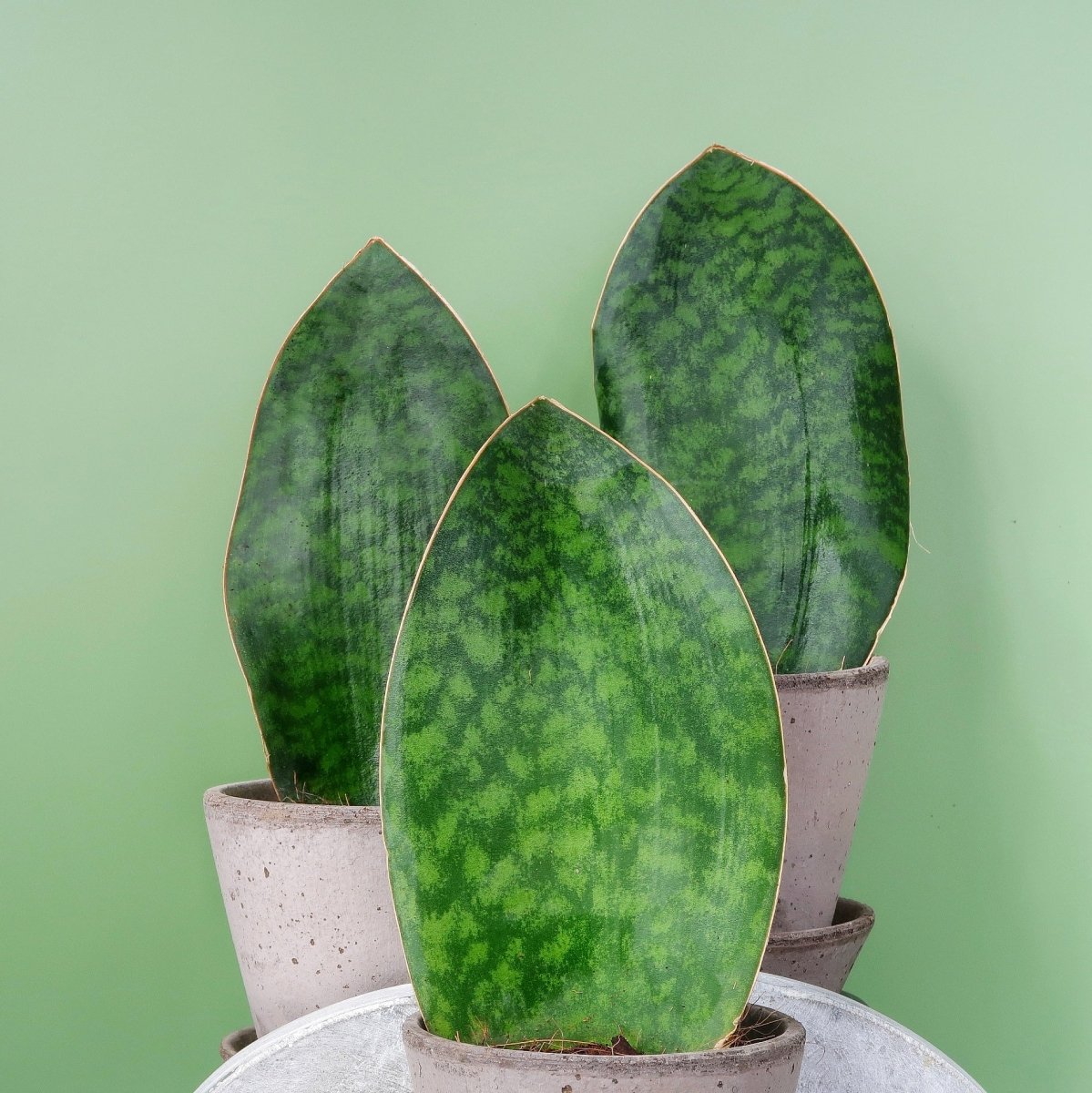 SANSEVIERIA GRANDIS online bestellen bei potflourri