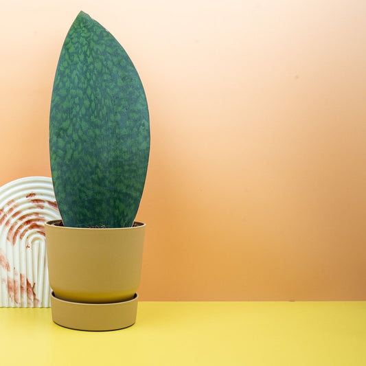 SANSEVIERIA GRANDIS online bestellen bei potflourri