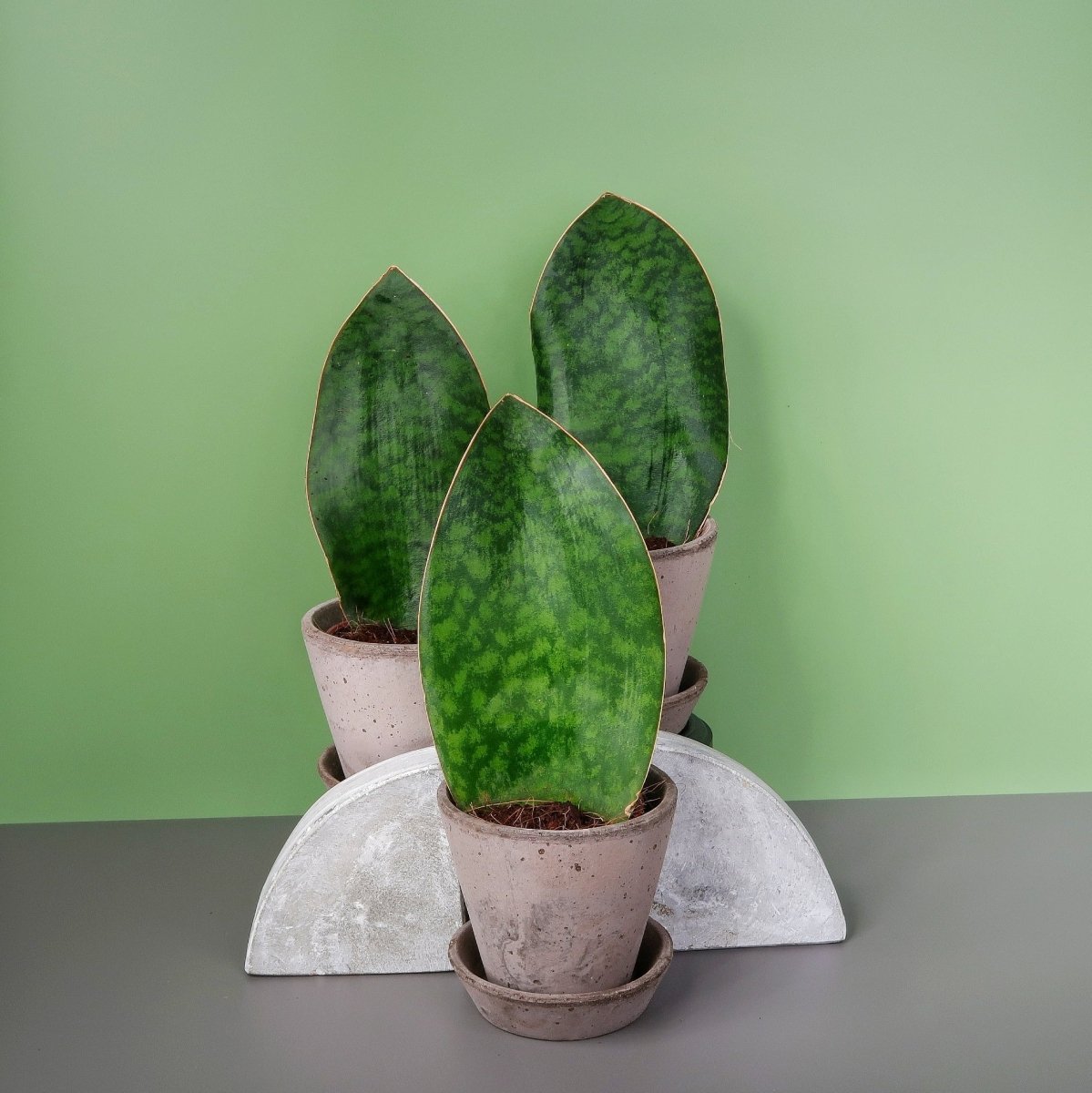 SANSEVIERIA GRANDIS online bestellen bei potflourri