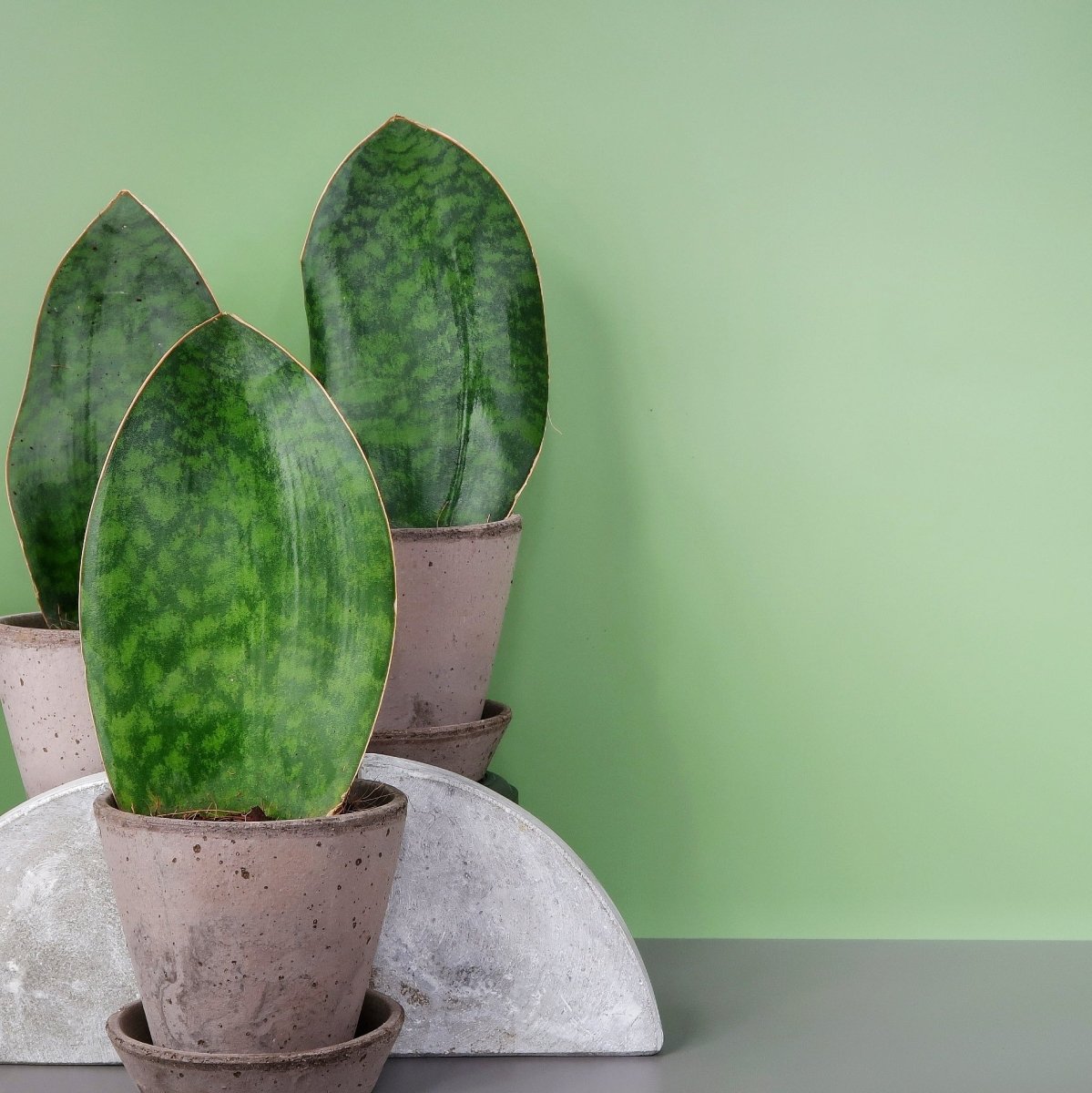 SANSEVIERIA GRANDIS online bestellen bei potflourri