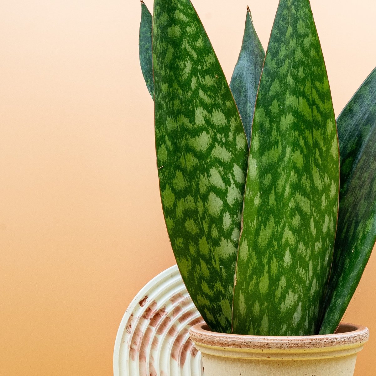 SANSEVIERIA JAMAIQUINA QUEEN online bestellen bei potflourri