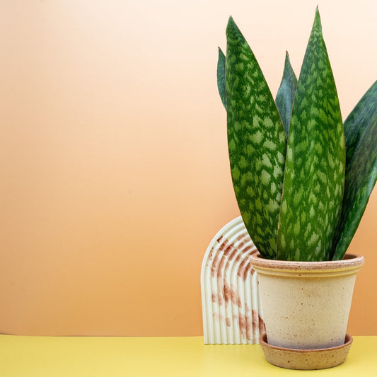 SANSEVIERIA JAMAIQUINA QUEEN online bestellen bei potflourri