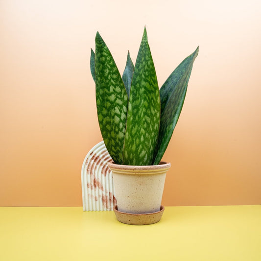 SANSEVIERIA JAMAIQUINA QUEEN online bestellen bei potflourri