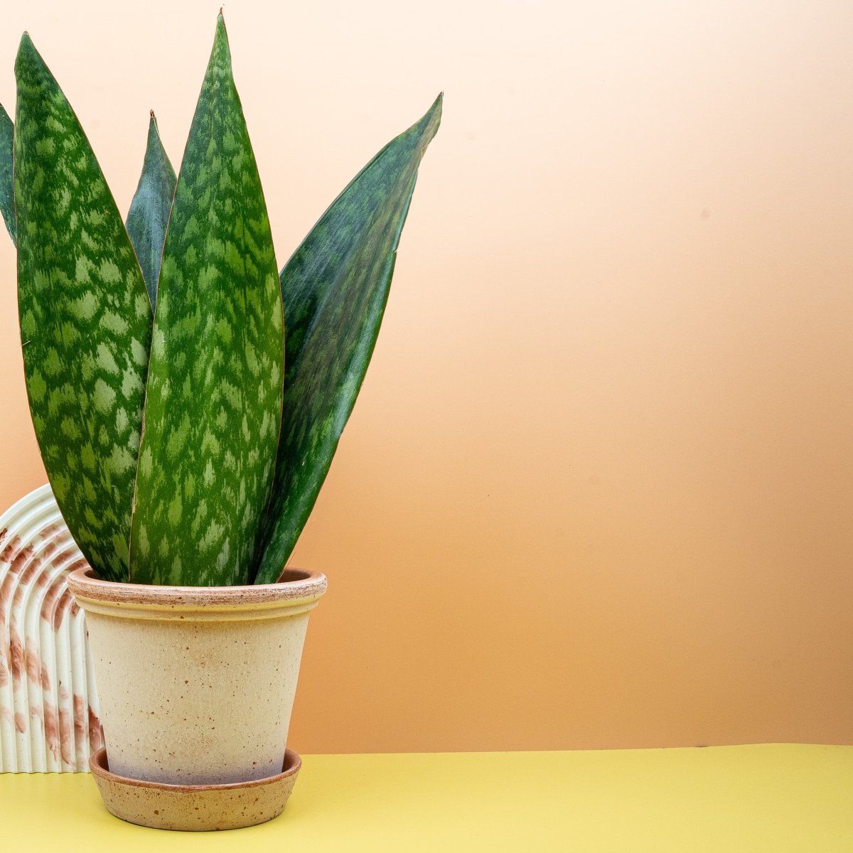 SANSEVIERIA JAMAIQUINA QUEEN online bestellen bei potflourri