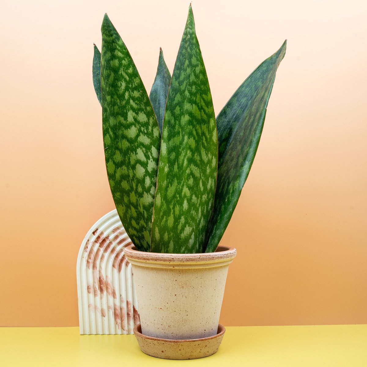 SANSEVIERIA JAMAIQUINA QUEEN online bestellen bei potflourri