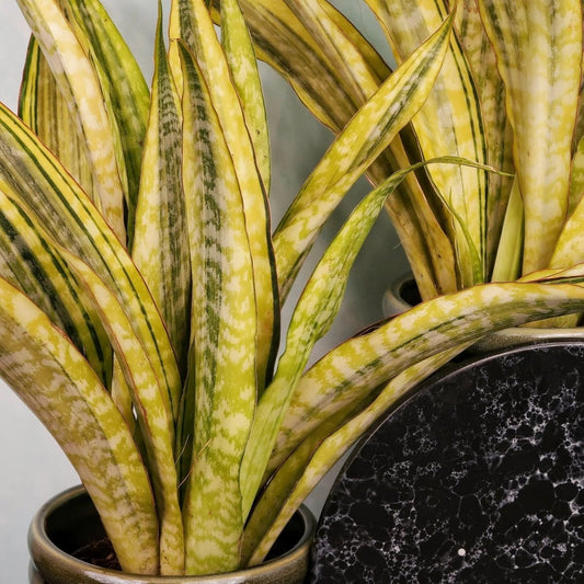 SANSEVIERIA LAUREN online bestellen bei potflourri