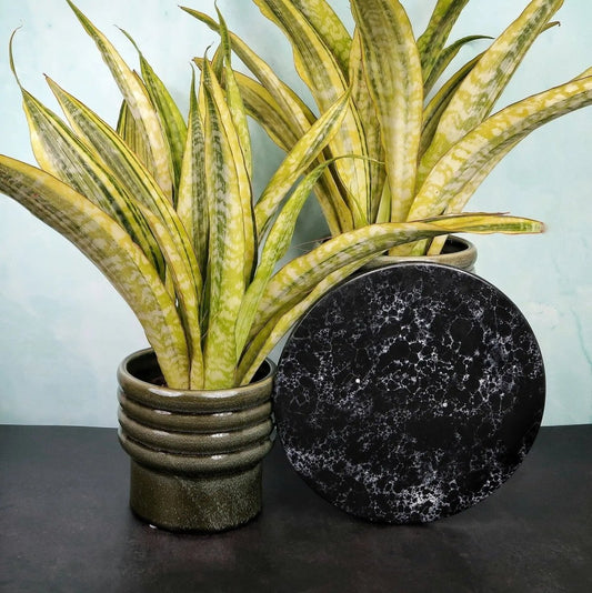 SANSEVIERIA LAUREN online bestellen bei potflourri