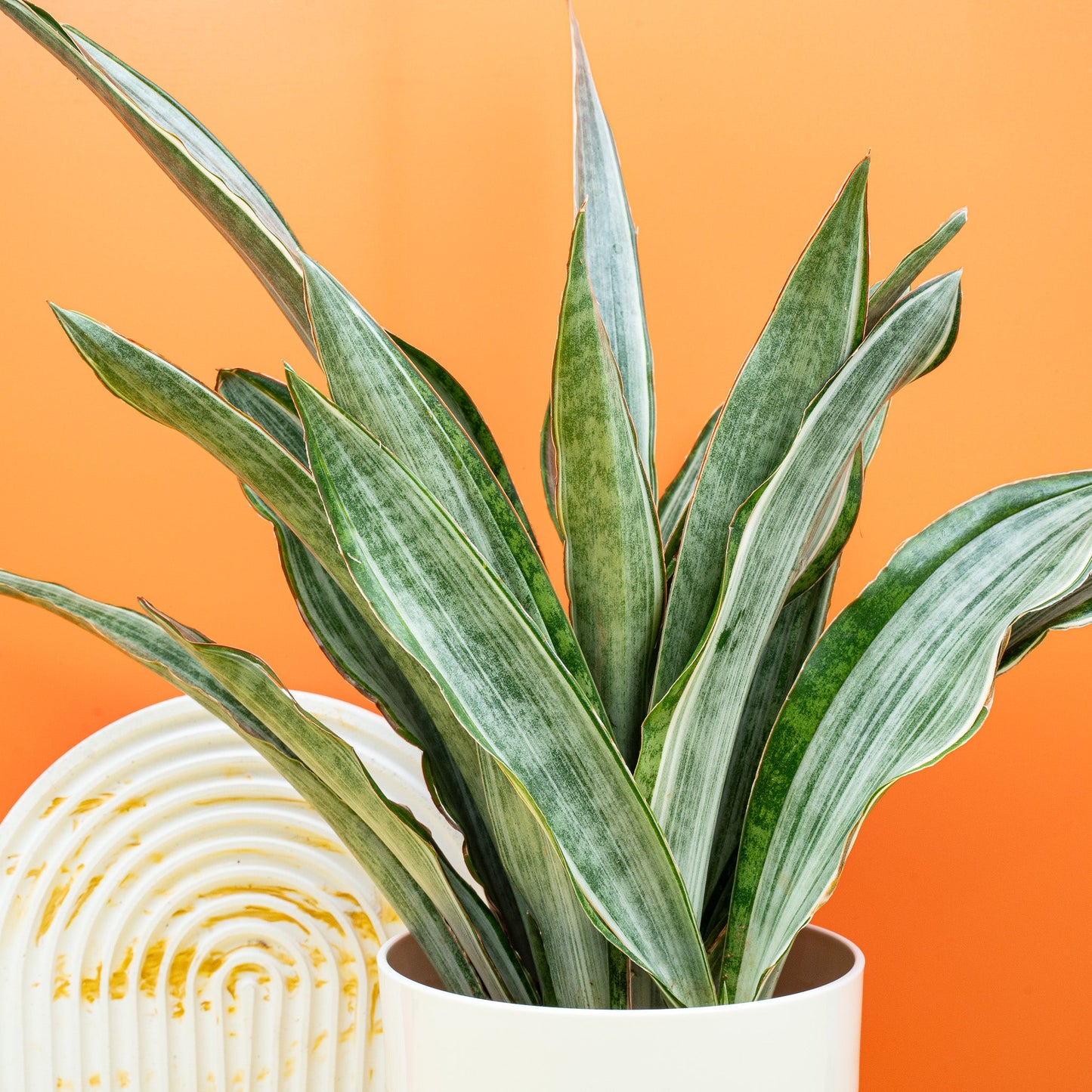 SANSEVIERIA MARLOWE online bestellen bei potflourri