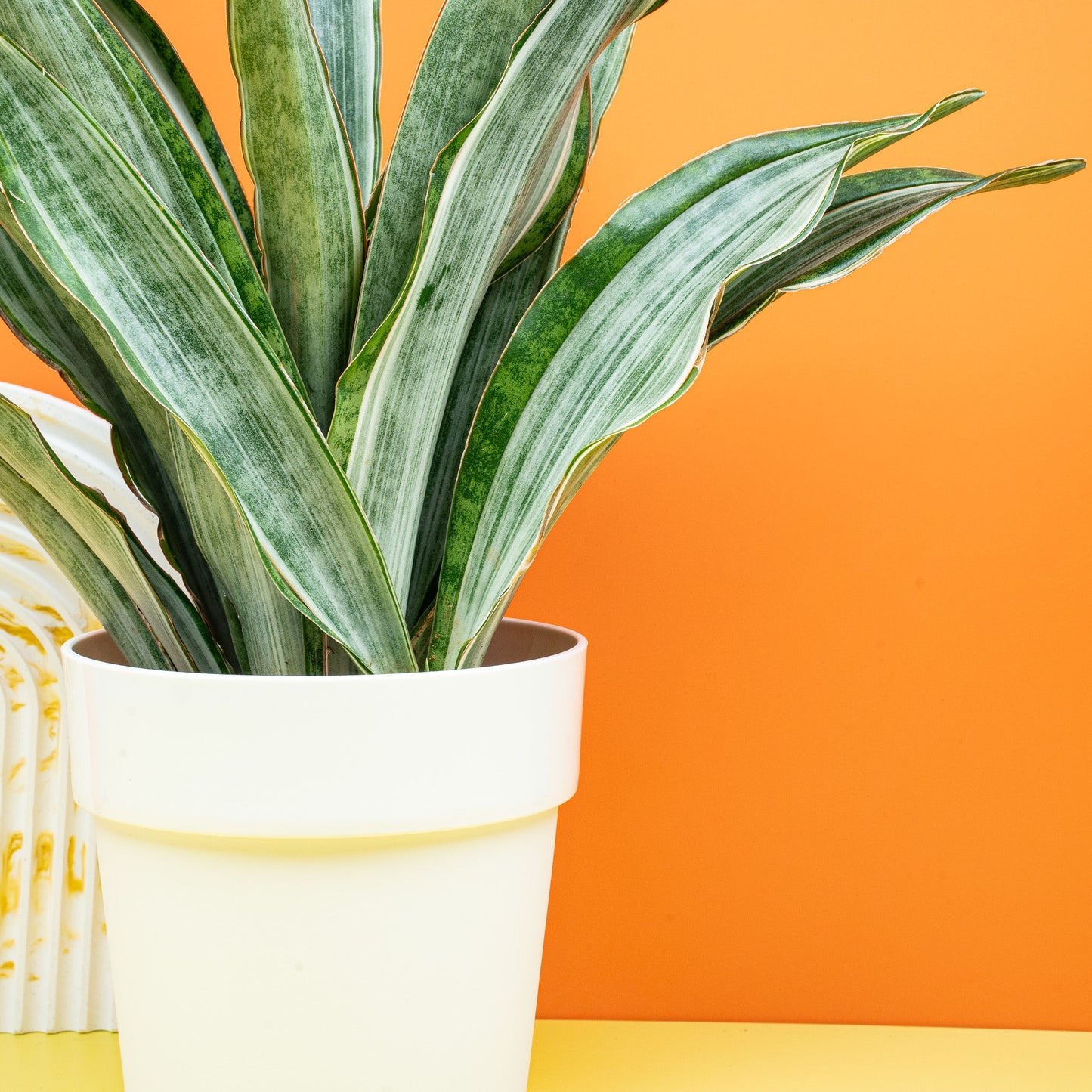 SANSEVIERIA MARLOWE online bestellen bei potflourri