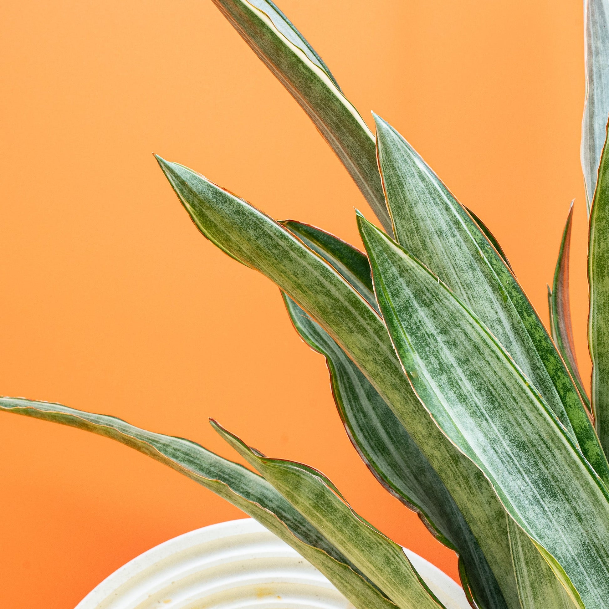 SANSEVIERIA MARLOWE online bestellen bei potflourri