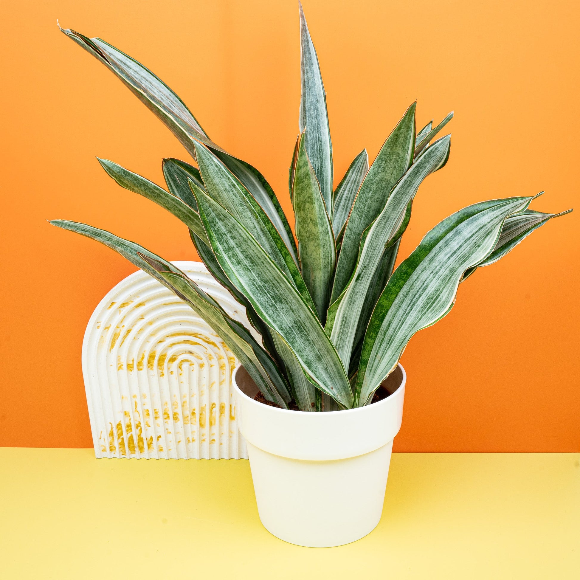 SANSEVIERIA MARLOWE online bestellen bei potflourri