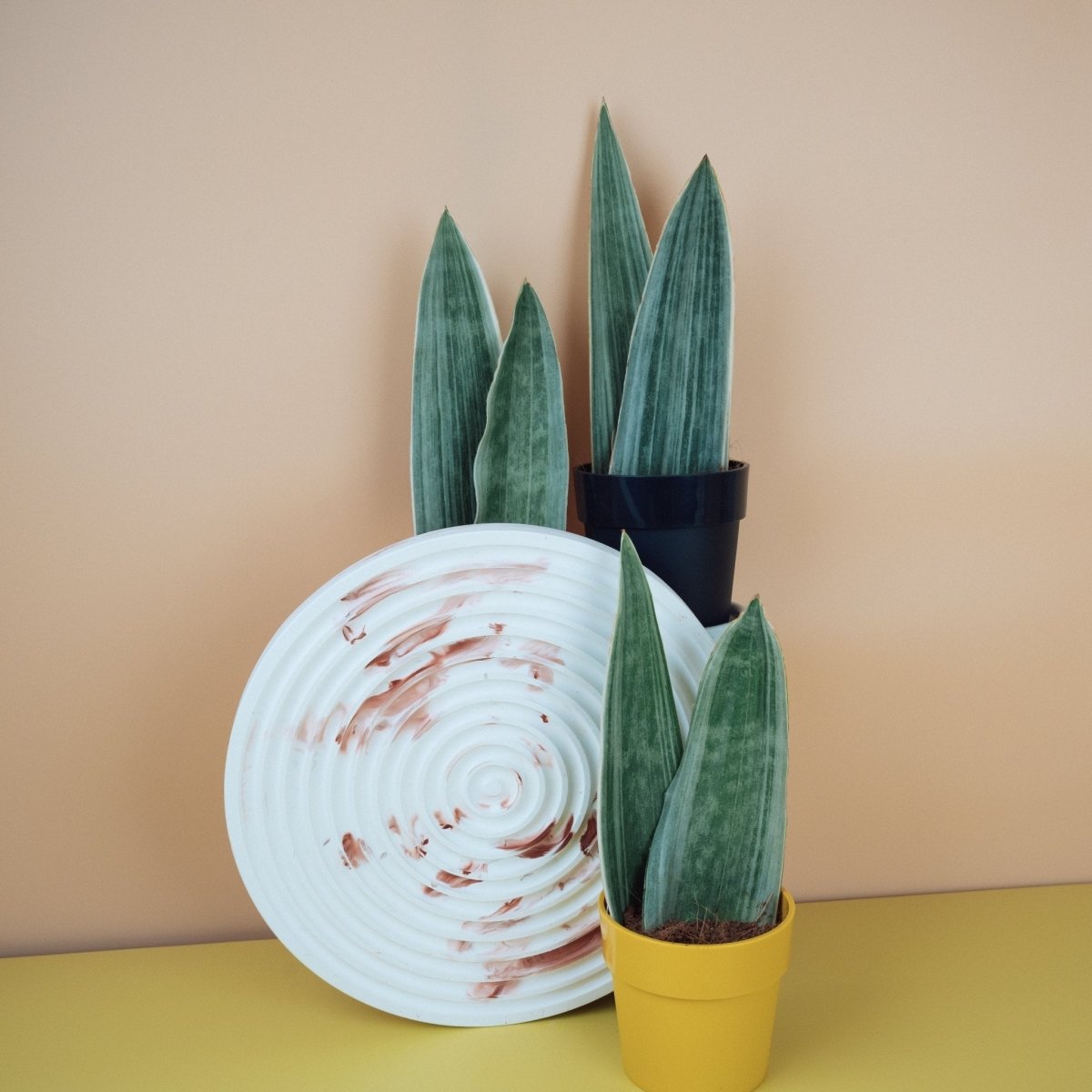 SANSEVIERIA METALLICA online bestellen bei potflourri