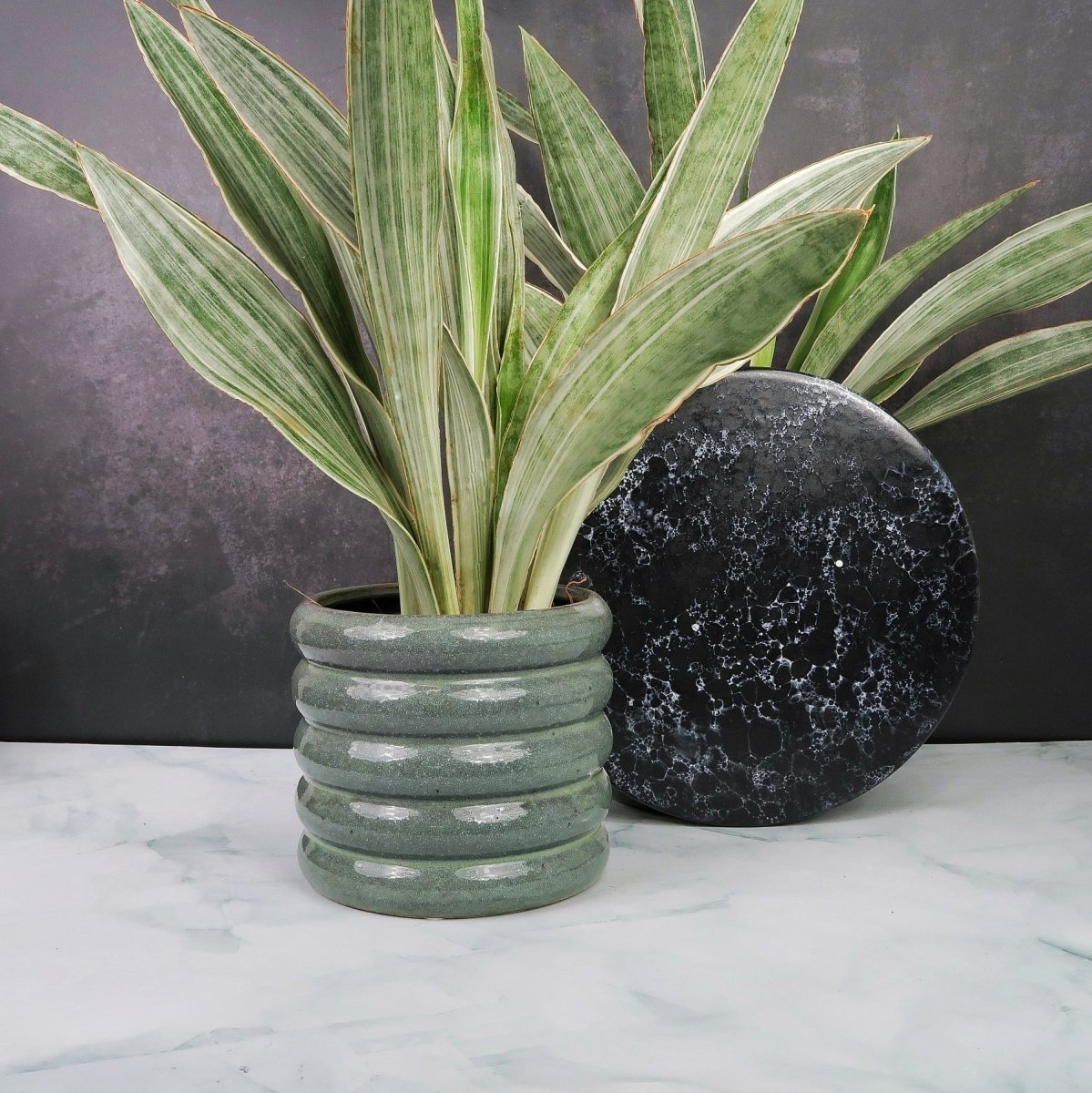 SANSEVIERIA METALLICA online bestellen bei potflourri