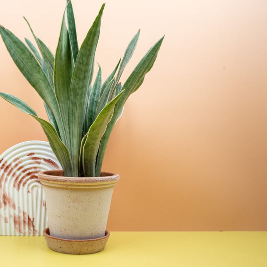 SANSEVIERIA METALLICA online bestellen bei potflourri