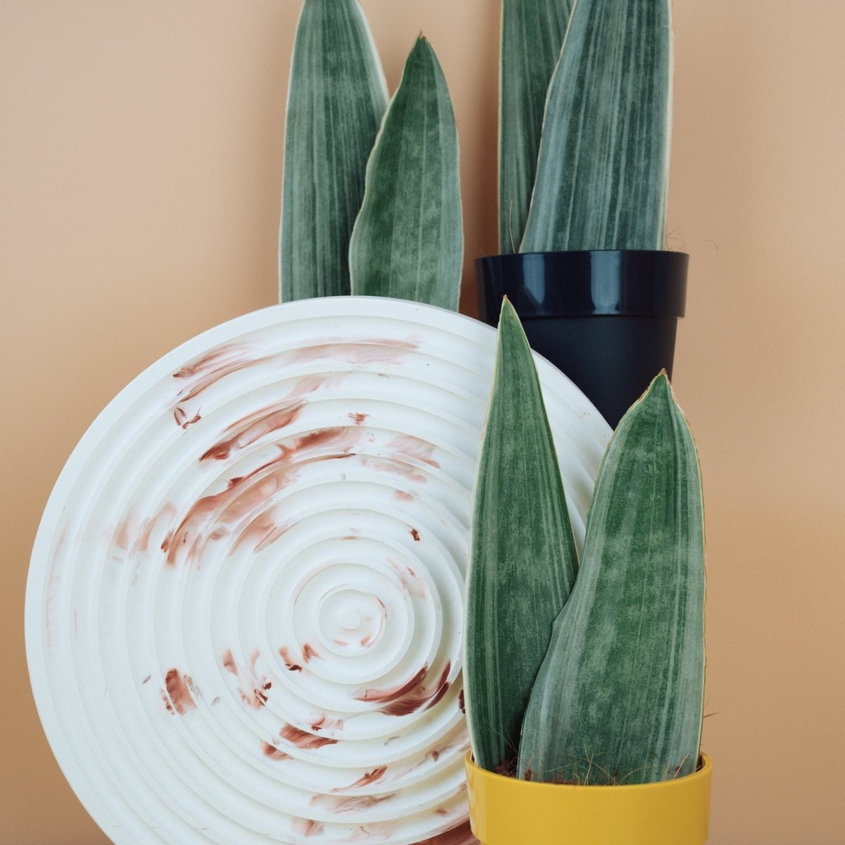 SANSEVIERIA METALLICA online bestellen bei potflourri