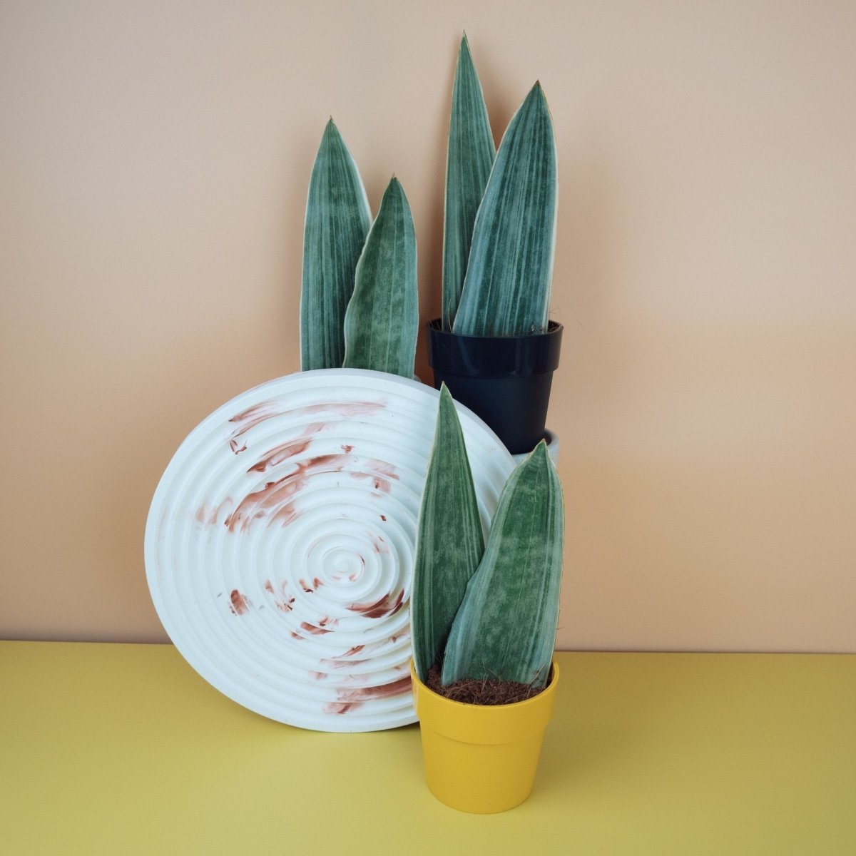 SANSEVIERIA METALLICA online bestellen bei potflourri