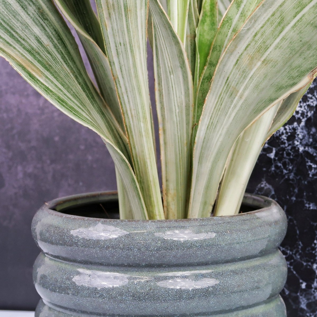 SANSEVIERIA METALLICA online bestellen bei potflourri