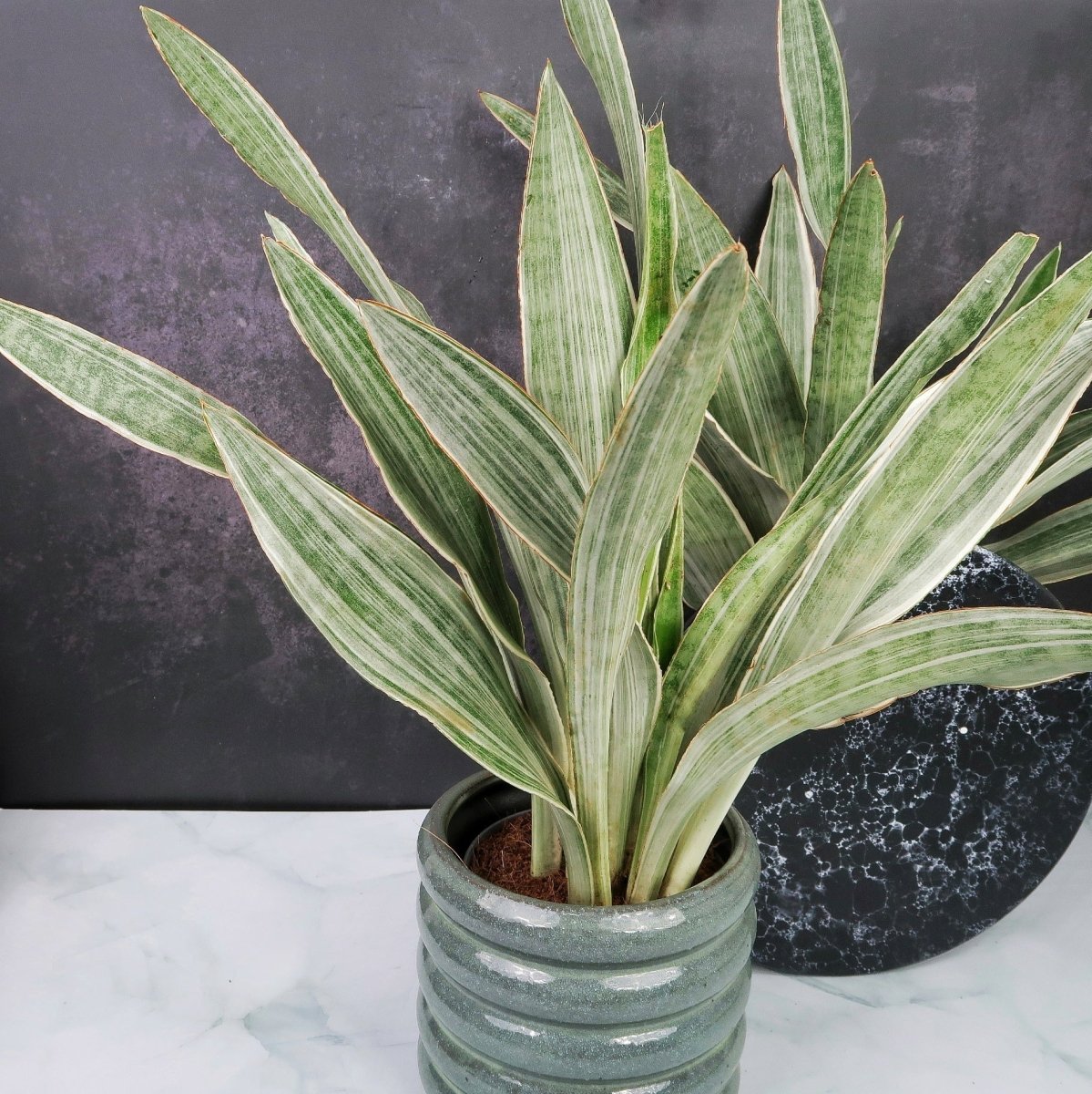 SANSEVIERIA METALLICA online bestellen bei potflourri