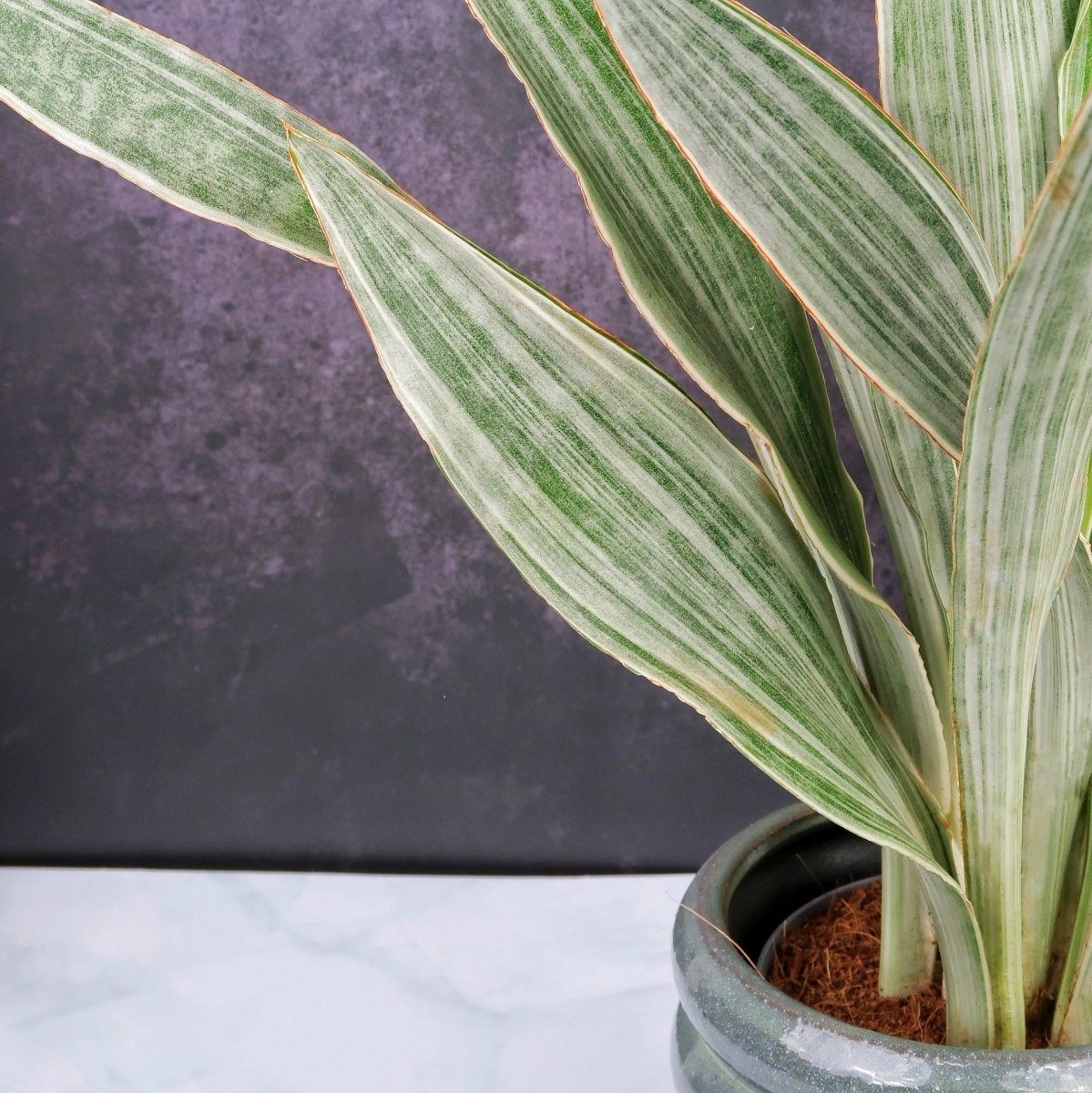 SANSEVIERIA METALLICA online bestellen bei potflourri