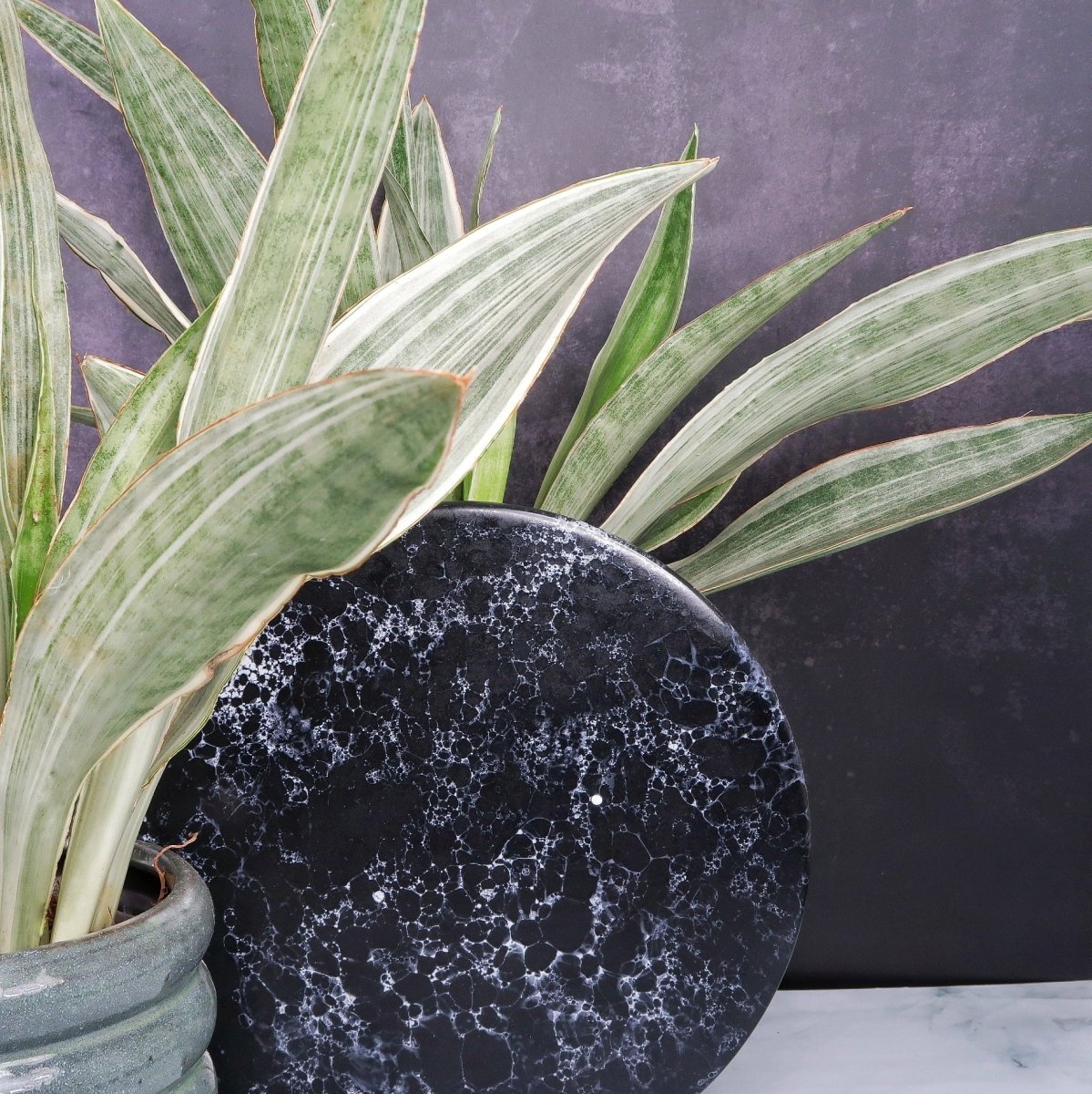 SANSEVIERIA METALLICA online bestellen bei potflourri