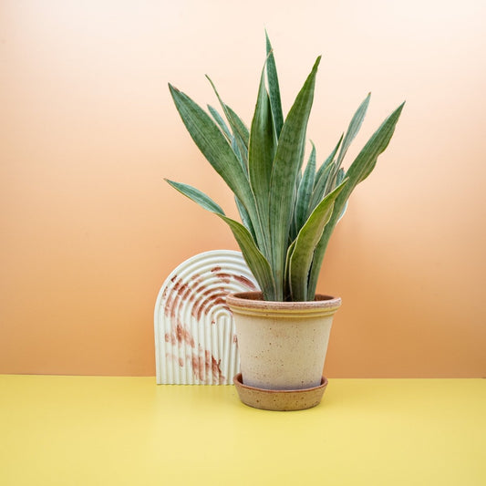 SANSEVIERIA METALLICA online bestellen bei potflourri